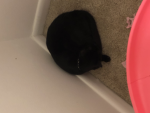 Play time with Lily