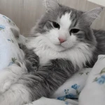 Chubby Kitten Group Thumbnail