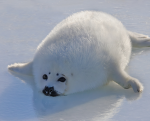 Chub_lil_seal