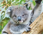 Little Koala Theater