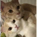 rainy's friends