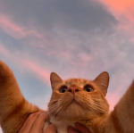 My Cat's