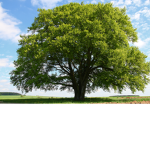 #TeamTrees Ffan Group