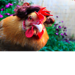 Chicken Wigs