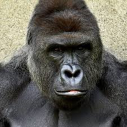 Remembering Harambe (LIVE)