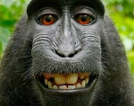TheBestMonkeys