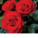 Rosegoldd