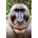 Monkey bois clan