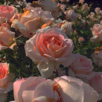 ｆｌｏｒａｌ ｇａｒｄｅｎ