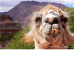 ★☆The Official Llama Clan★☆