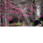 the cherry blossom group!