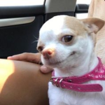 chihuahua queen