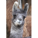 Teams_Lamas
