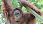 orangutan_group