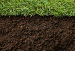 Dirt an grass
