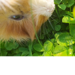 Guenia pig•√