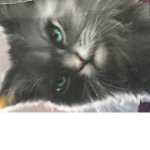Warrior cats chat