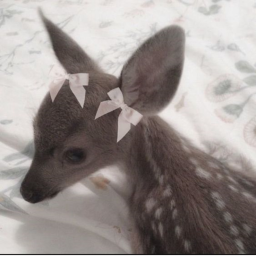 ✧*。