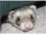 Ferrets rule the world