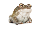 Tiny Froggy Studios