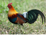 FRENCH HENS