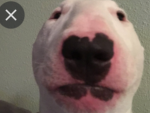 walter the dog inc.