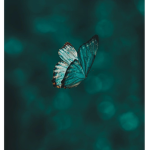 Libellula