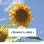 ≫ Sunflowers ≫