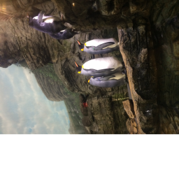 Penguin simulator
