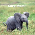 Please save the elephants