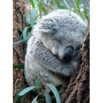 The sleepy koalas