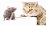 Rats and Cats are friends