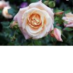 Roses_00