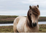 •Horse•