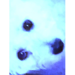 Puppy Squad# sub to my chanel