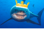 Shark Village