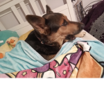 U.liek.dog.
