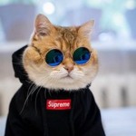 DripCatsGroup