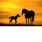 Golden stables