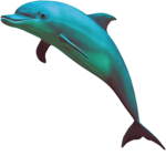 Dolphin Destruction Club