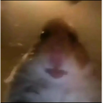 Hamster Call