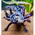 il veri axolotl o le vere axolotlesse