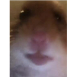 BonkoLonko
