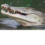 OctoberCrocodile Studios