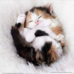 KITTENS!<3