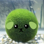 mameshiba