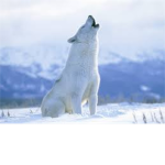Arctic Wight Wolf Pack