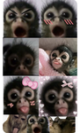 The Monkey Bestiesss