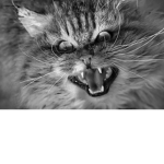 The EvilCats