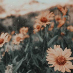 Softie Editzz